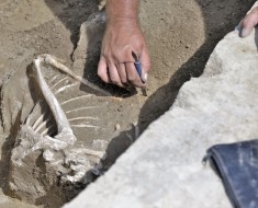 A Fejér Megyei Hírlap beszámolója a csákberényi ásatásról